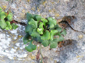 Asplenium ruta-muraria